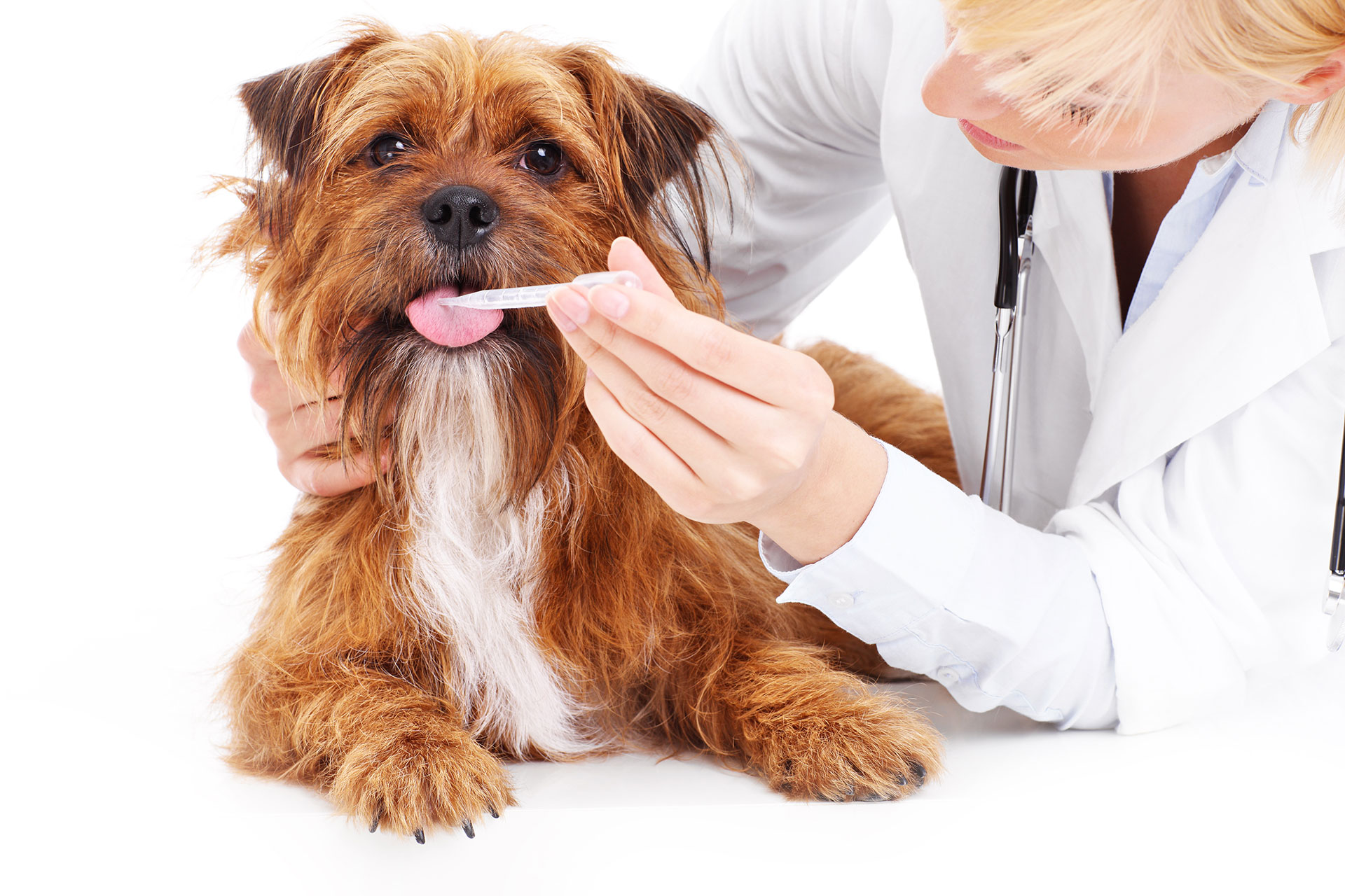 clinica veterinara