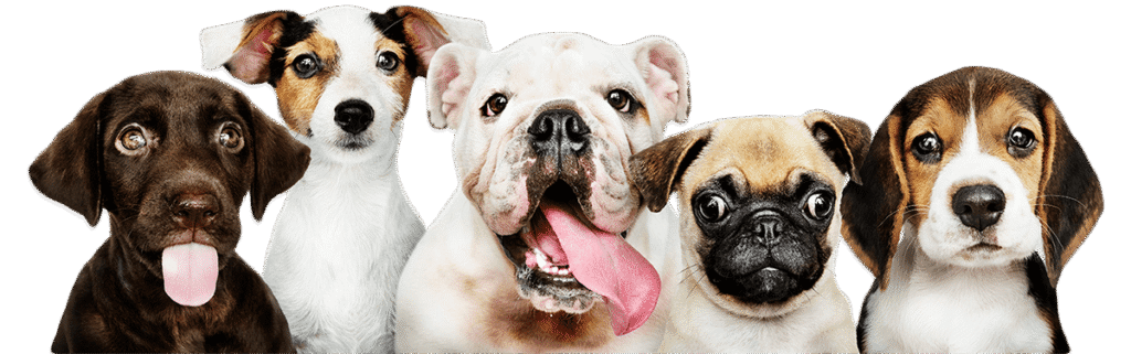 site clinica veterinara